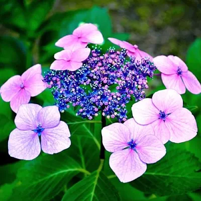 Гортензия БЛЮБЕРД пильчатая в Барнауле