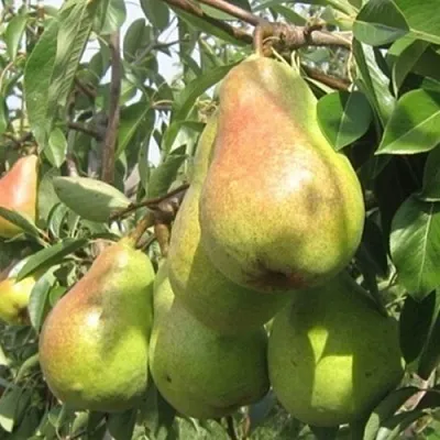 Груша ДЕЛЬБАРЬЮ  Груша ДЕЛЬБАРЬЮ в Барнауле