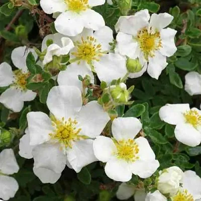 Лапчатка ТИЛФОРД КРИМ кустарниковая в Барнауле