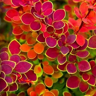 Барбарис ОРАНЖ САНРАЙЗ тунберга в Барнауле