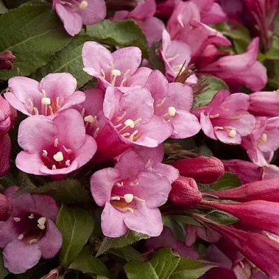 Вейгела ФЛОРИДА  Вейгела ФЛОРИДА в Барнауле