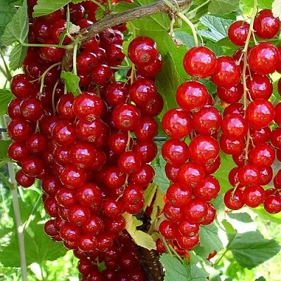 Смородина красная ЙОНКЕР ВАН ТЕТС  Смородина красная ЙОНКЕР ВАН ТЕТС в Барнауле