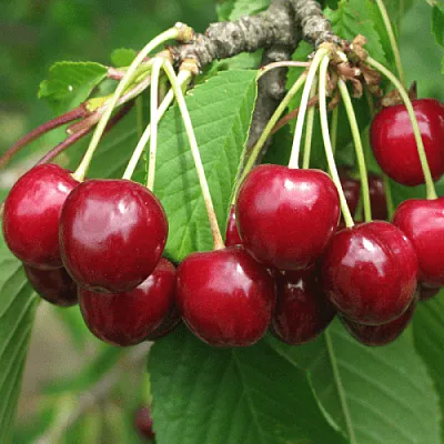 Черешня ГРОНКОВАЯ  Черешня ГРОНКОВАЯ в Барнауле