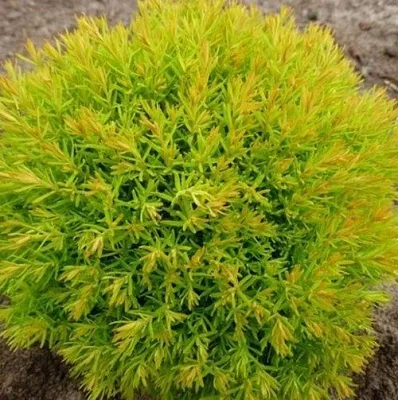 Туя АННИЕК западная  Туя АННИЕК западная в Барнауле