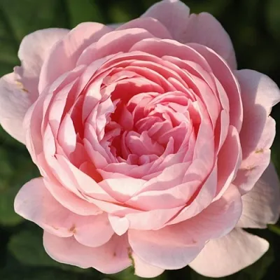 Саженцы роз КУИН ОФ СУИДЕН английская  Саженцы роз КУИН ОФ СУИДЕН английская в Барнауле