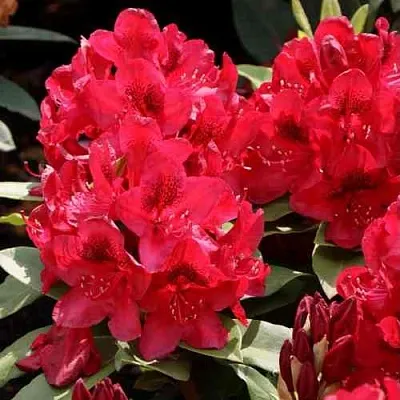 Рододендрон МАТАДОР  Рододендрон МАТАДОР в Барнауле