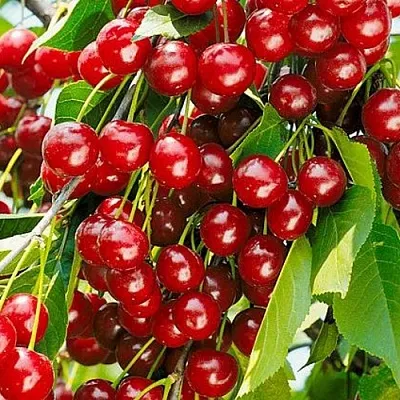 Вишня БРУСНИЦЫНА степная в Барнауле