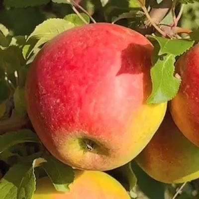 Яблоня САКАВИТА  Яблоня САКАВИТА в Барнауле