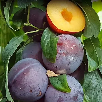 НЕКТАПРИУМ  НЕКТАПРИУМ в Барнауле