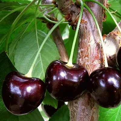 Черешня ДОНЕЦКИЙ УГОЛЁК в Барнауле