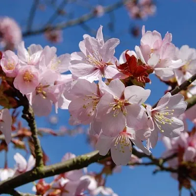 Вишня РАНЧО САРЖЕНТА  Вишня РАНЧО САРЖЕНТА в Барнауле
