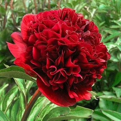 Пион РЕД ГРЕЙС травянистый  Пион РЕД ГРЕЙС травянистый в Барнауле