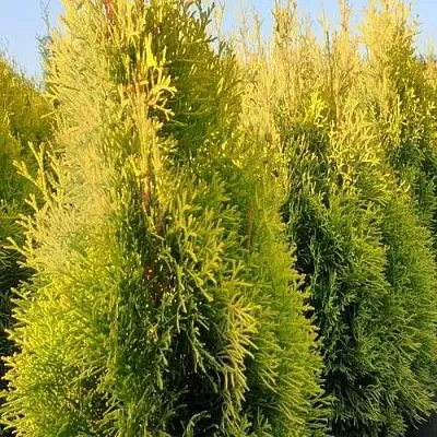 Туя ГОЛДЕН СМАРАГД западная  Туя ГОЛДЕН СМАРАГД западная в Барнауле