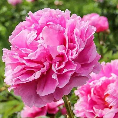 Пион АЛЕКСАНДР ФЛЕМИНГ травянистый  Пион АЛЕКСАНДР ФЛЕМИНГ травянистый в Барнауле