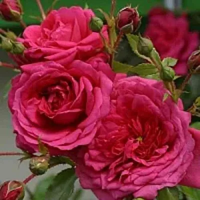 Саженцы роз ЛАГУНА плетистая  Саженцы роз ЛАГУНА плетистая в Барнауле