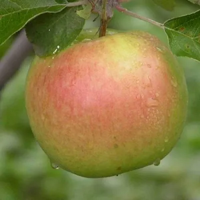 Яблоня БРЯНСКОЕ ЗОЛОТИСТОЕ  Яблоня БРЯНСКОЕ ЗОЛОТИСТОЕ в Барнауле
