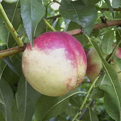 ПИЧЕРИН  ПИЧЕРИН в Барнауле