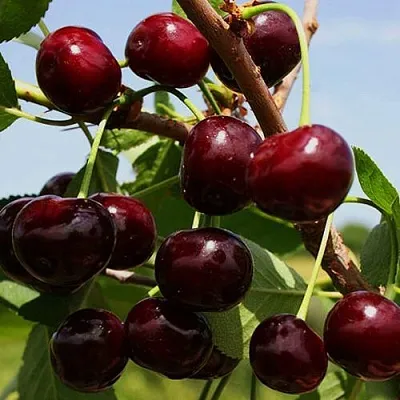 Вишня РОВЕСНИЦА в Барнауле