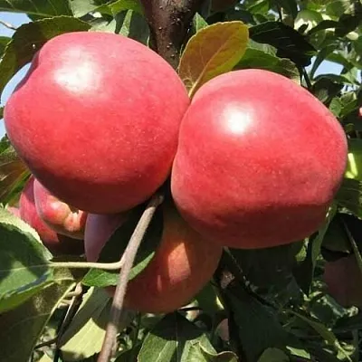 Яблоня ЗАСЛАВСКОЕ  Яблоня ЗАСЛАВСКОЕ в Барнауле