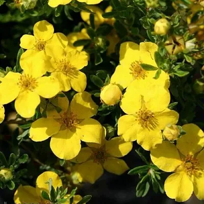 Лапчатка ХАКМАНС ГИГАНТ кустарниковая в Барнауле