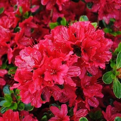 Азалия ХИНО КРИМСОН японская  Азалия ХИНО КРИМСОН японская в Барнауле