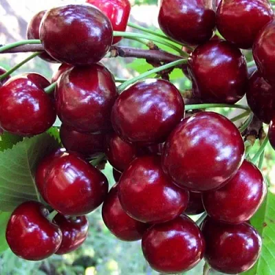 Вишня ЖУКОВСКАЯ  Вишня ЖУКОВСКАЯ в Барнауле