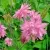 Аквилегия БАРЛОУ ПИНК гибрид МакКаны — описание сорта Аквилегия БАРЛОУ ПИНК гибрид МакКаны в Барнауле