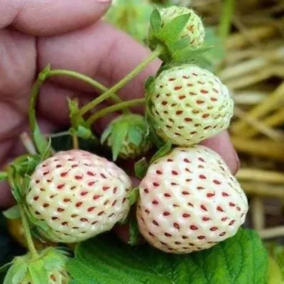 Клубника АНАНАСА ремонтантная в Барнауле