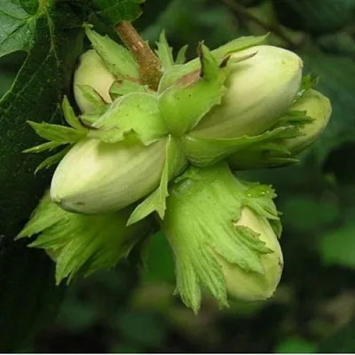 Фундук ТАМБОВСКИЙ ПОЗДНИЙ  Фундук ТАМБОВСКИЙ ПОЗДНИЙ в Барнауле