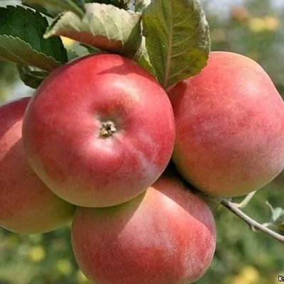 Яблоня ВЭМ-РОЗОВЫЙ  Яблоня ВЭМ-РОЗОВЫЙ в Барнауле