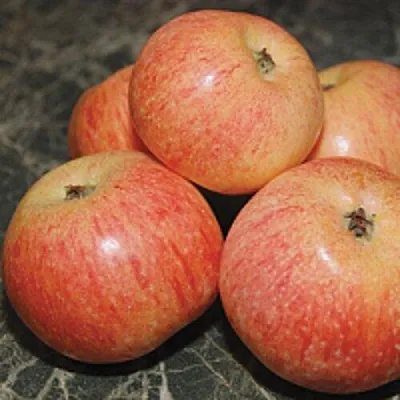 Яблоня КОНФЕТНОЕ  Яблоня КОНФЕТНОЕ в Барнауле