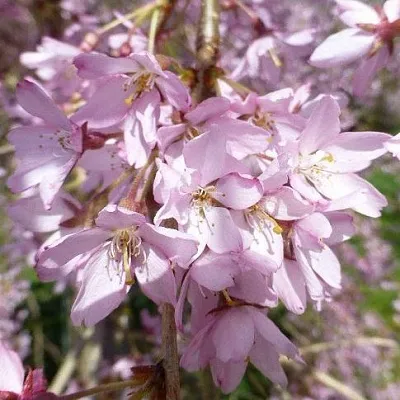Сакура ПЕНДУЛА РУБРА  Сакура ПЕНДУЛА РУБРА в Барнауле