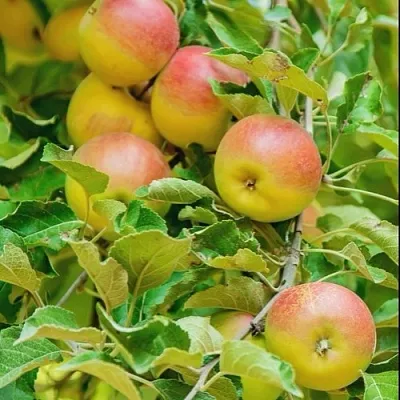 Яблоня ПАМЯТЬ БЛЫНСКОГО колонновидная  Яблоня ПАМЯТЬ БЛЫНСКОГО колонновидная в Барнауле