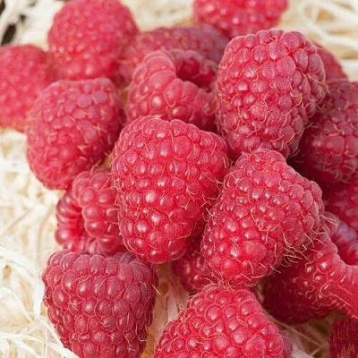 Малина МАРАСТАР  Малина МАРАСТАР в Барнауле