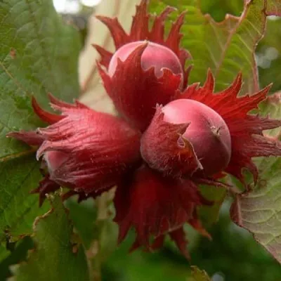 Фундук МОСКОВСКИЙ РУБИН  Фундук МОСКОВСКИЙ РУБИН в Барнауле