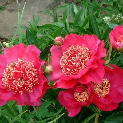 Пион БАРРИНГТОН БЕЛЬ травянистый  Пион БАРРИНГТОН БЕЛЬ травянистый в Барнауле