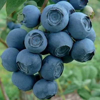 Голубика РУБЕЛ  Голубика РУБЕЛ в Барнауле