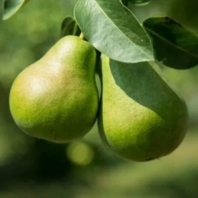 Груша Г-1 колонновидная в Барнауле