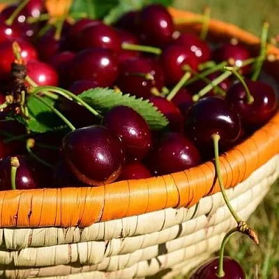 Вишня НЕСВИЖСКАЯ в Барнауле