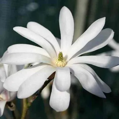 Магнолия РОЯЛ СТАР  Магнолия РОЯЛ СТАР в Барнауле