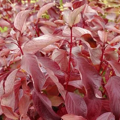 Дерен КРАСНЫЙ  Дерен КРАСНЫЙ в Барнауле