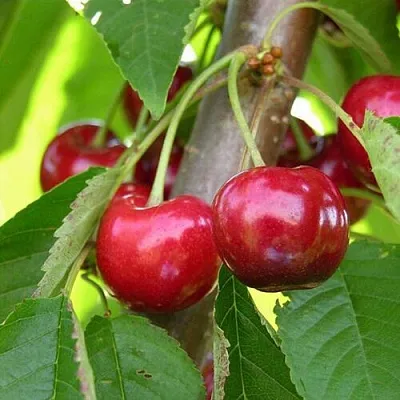 Черешня 15-26-5  Черешня 15-26-5 в Барнауле