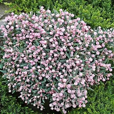 Андромеда БЛЮ АЙС многолистная  Андромеда БЛЮ АЙС многолистная в Барнауле