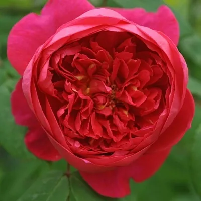 Саженцы роз БЕНДЖАМИН БРИТТЕН шраб  Саженцы роз БЕНДЖАМИН БРИТТЕН шраб в Барнауле