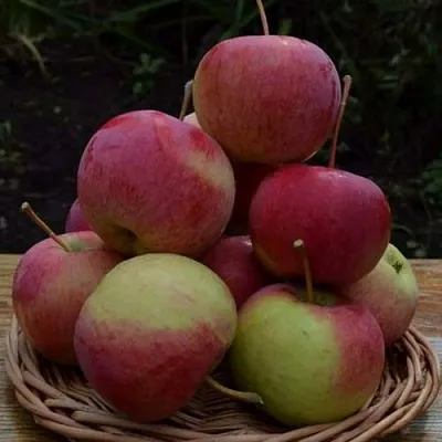 Яблоня РОДНИКОВАЯ  Яблоня РОДНИКОВАЯ в Барнауле