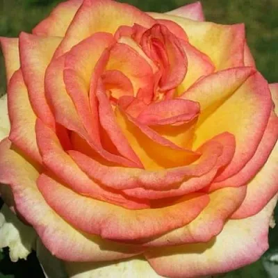 Саженцы роз АМАЗОНКА чайно-гибридная в Барнауле