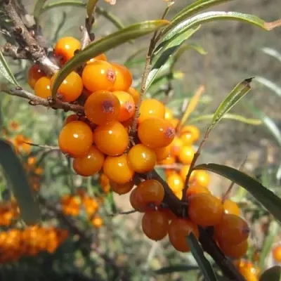 Облепиха СУДАРУШКА  Облепиха СУДАРУШКА в Барнауле