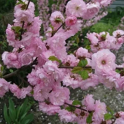 Миндаль ТРЁХЛОПАСТНЫЙ (луизеания)  Миндаль ТРЁХЛОПАСТНЫЙ (луизеания) в Барнауле