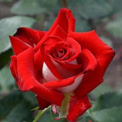 Саженцы роз АЛЬЯНС чайно-гибридная в Барнауле