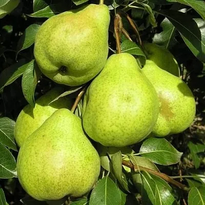 Груша АВГУСТОВСКАЯ РОСА в Барнауле